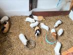 Cavia’s te koop, Dieren en Toebehoren, Knaagdieren, Cavia