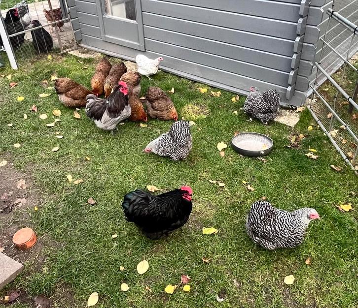 Broedeieren orpington kriel, Dieren en Toebehoren, Pluimvee, Kip, Geslacht onbekend