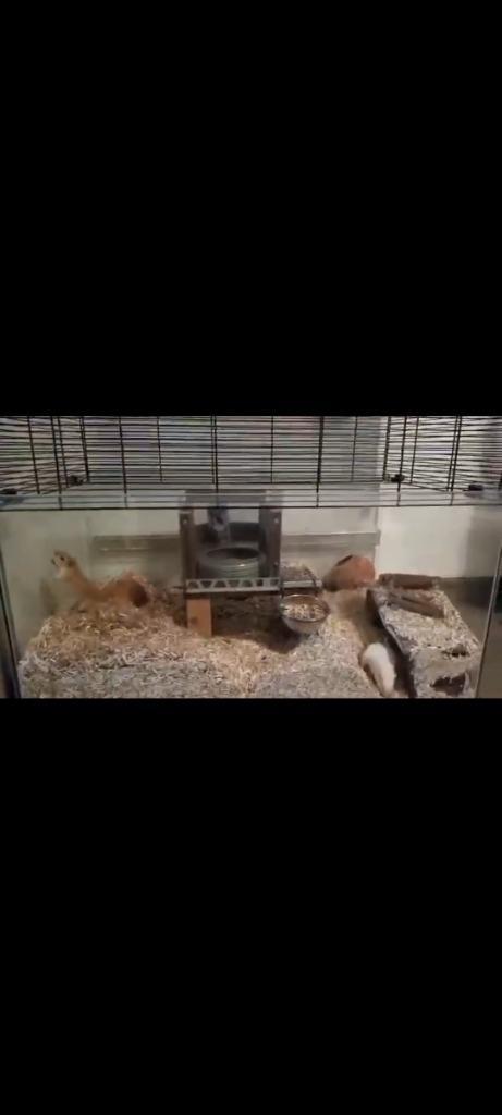 Ferplast Hamsterkooi Karat 100 - L98,5 x B50,5 x H61,5 cm, Dieren en Toebehoren, Knaagdieren en Konijnen | Hokken en Kooien, Zo goed als nieuw