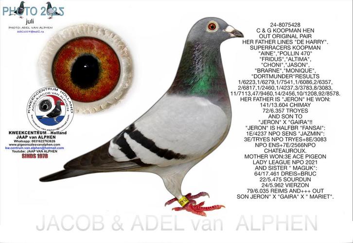 Koopman Hen 2024, Dieren en Toebehoren, Vogels | Duiven, Postduif, Vrouwelijk