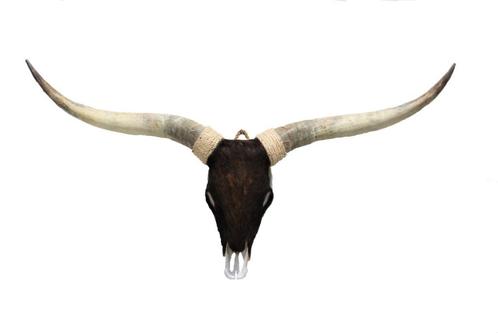 Unieke Hoorns & Geweien – Stijlvolle Eyecatchers  Donja HD, Verzamelen, Dierenverzamelingen, Nieuw, Gewei of Kop, Boerderijdier