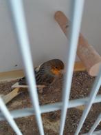 Bonte mannelijke kanarie, Dieren en Toebehoren, Vogels | Kanaries, Mannelijk, Zangkanarie