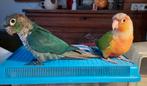 Pyrrhura EAM (conure molinae), Dieren en Toebehoren, Vrouwelijk
