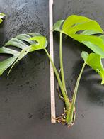 Monstera kopstek 3 bladeren, Ophalen