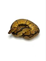 1.0 blade goblin clown - Python regius, Dieren en Toebehoren
