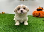 Nestjes Lhasa Apso pups, Dieren en Toebehoren, Honden | Chihuahua's en Gezelschapshonden, België, Overige rassen, CDV (hondenziekte)
