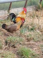 Hollandse krielen, Dieren en Toebehoren, Meerdere dieren, Kip