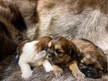 Lhasa apso pupjes disponible aux enchères