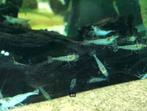 Caridina sp. Mini-Japonica (Amano Shrimp), Dieren en Toebehoren, Vissen | Aquariumvissen, Zoetwatervis, Kreeft, Krab of Garnaal