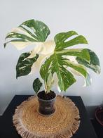 Monstera white snow, Huis en Inrichting, Kamerplanten, Ophalen of Verzenden