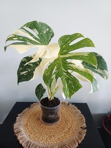 Monstera white snow beschikbaar voor biedingen