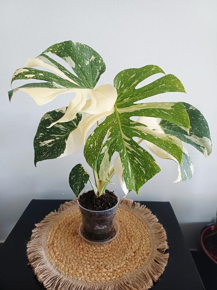 Monstera white snow, Huis en Inrichting, Kamerplanten, Ophalen of Verzenden