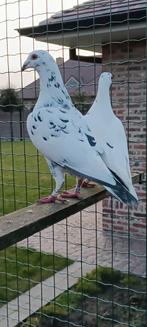 Doffer 2025 + jonge duif, Dieren en Toebehoren, Vogels | Duiven