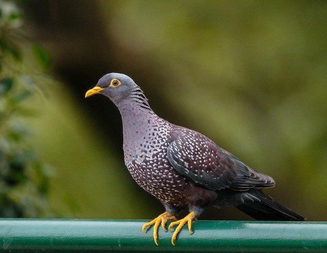 0-1 olijfduif, Animaux & Accessoires, Oiseaux | Pigeons, Autres espèces