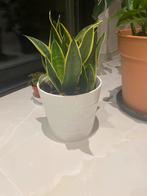 Sanseveria, Huis en Inrichting, Kamerplanten, Ophalen