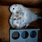 Cherche 2 Canaria femelle, Animaux & Accessoires, Oiseaux | Pigeons