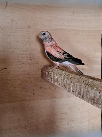 Bourkes parkiet Opaline  beschikbaar voor biedingen