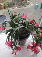 Véritable grand cactus de Noël maintenant en fleurs, Maison & Meubles, Plantes d'intérieur, Enlèvement ou Envoi