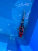 Kleurijke japanse koi, Dieren en Toebehoren, Vissen | Vijvervissen, Karper of Koi