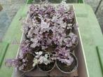 planten, Tuin en Terras, Planten | Tuinplanten, Vaste plant, Ophalen of Verzenden, Klimplanten, Volledige schaduw