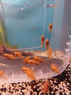 Ancistrus longfin reds 4 en 5 cm locatie maastricht, Dieren en Toebehoren