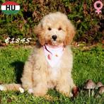 Lieve Cockapoo puppy's te koop, Dieren en Toebehoren, 15 weken tot 1 jaar, Buitenland, CDV (hondenziekte), Meerdere