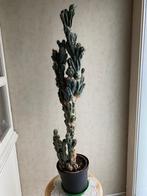 Cactus, boomvormig, Huis en Inrichting, Kamerplanten, Ophalen, 100 tot 150 cm, Groene kamerplant, In pot