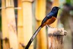 koppel Shamalijsters van 2025, Dieren en Toebehoren, Vogels | Overige Vogels, Geringd