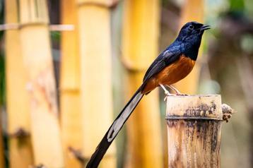 koppel Shamalijsters van 2025 beschikbaar voor biedingen