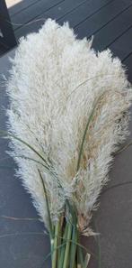 Pampas, Huis en Inrichting, Woonaccessoires | Droogbloemen, Ophalen, Nieuw