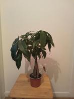 Plante Pachira 45cm, Huis en Inrichting, Kamerplanten, Minder dan 100 cm, Ophalen, Groene kamerplant