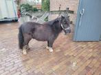 Mini merrie, Dieren en Toebehoren, Merrie, A pony (tot 1.17m), Gechipt, 7 tot 10 jaar