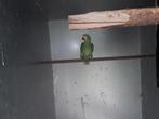 geelwang amazone, Dieren en Toebehoren, Vogels | Parkieten en Papegaaien, Mannelijk, Papegaai, Geringd
