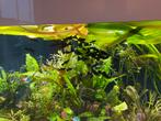 Black molly’s, Dieren en Toebehoren, Vissen | Aquariumvissen, Zoetwatervis