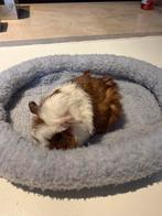 Borstelharig beertje, Dieren en Toebehoren, Knaagdieren, Cavia, Mannelijk, Tam, Oktober
