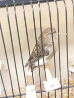 Glosters te koop twee ronde, tt waardig, Postuurkanarie