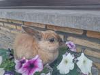 Lief vrouwtjes konijn 4 jaar, Dieren en Toebehoren, Konijnen, Vrouwelijk, 3 tot 5 jaar