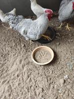 pluimvee, Dieren en Toebehoren, Kip