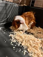 . GRATIS drie vrouwelijke cavia’s, Dieren en Toebehoren, Knaagdieren, Cavia, Vrouwelijk, Tam, September