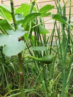 Zuidfranse Vijgenplant, Tuin en Terras, Ophalen