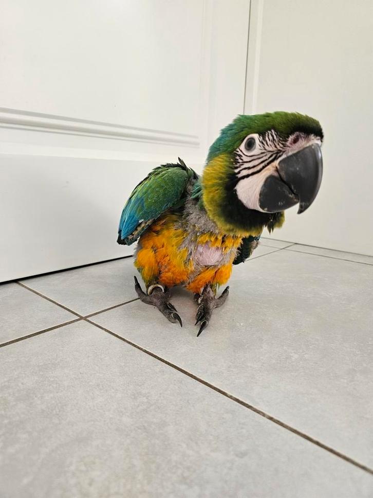 Handtamme Miligold ara (man)., Dieren en Toebehoren, Vogels | Parkieten en Papegaaien
