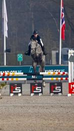 Training van (jonge) paarden en pony’s aangeboden, Dieren en Toebehoren, Ophalen