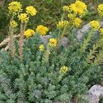 Sedum reflexum (Vetkruid), Ophalen, Vaste plant