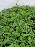 Plants de tomate à vendre  6+1 GRATUIT, Jardin & Terrasse, Enlèvement ou Envoi