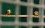 Koppel japanse nachtegalen, Dieren en Toebehoren, Vogels | Overige Vogels, Geringd