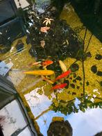 Vissen pomp filterinstallatie, Karper of Koi