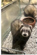 Fret gezocht, Animaux & Accessoires, Rongeurs, Furet