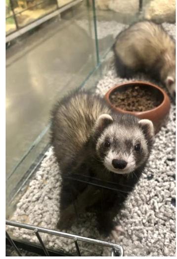 Fret gezocht, Dieren en Toebehoren, Fret