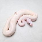 Ivory koningspython vrouw, Serpent, Domestique, 0 à 2 ans