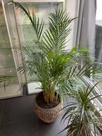 Mooie kamerplant areca goudpalm . 180cm H - incl artdeco pot, Huis en Inrichting, Kamerplanten, Ophalen, Halfschaduw, In pot, 150 tot 200 cm